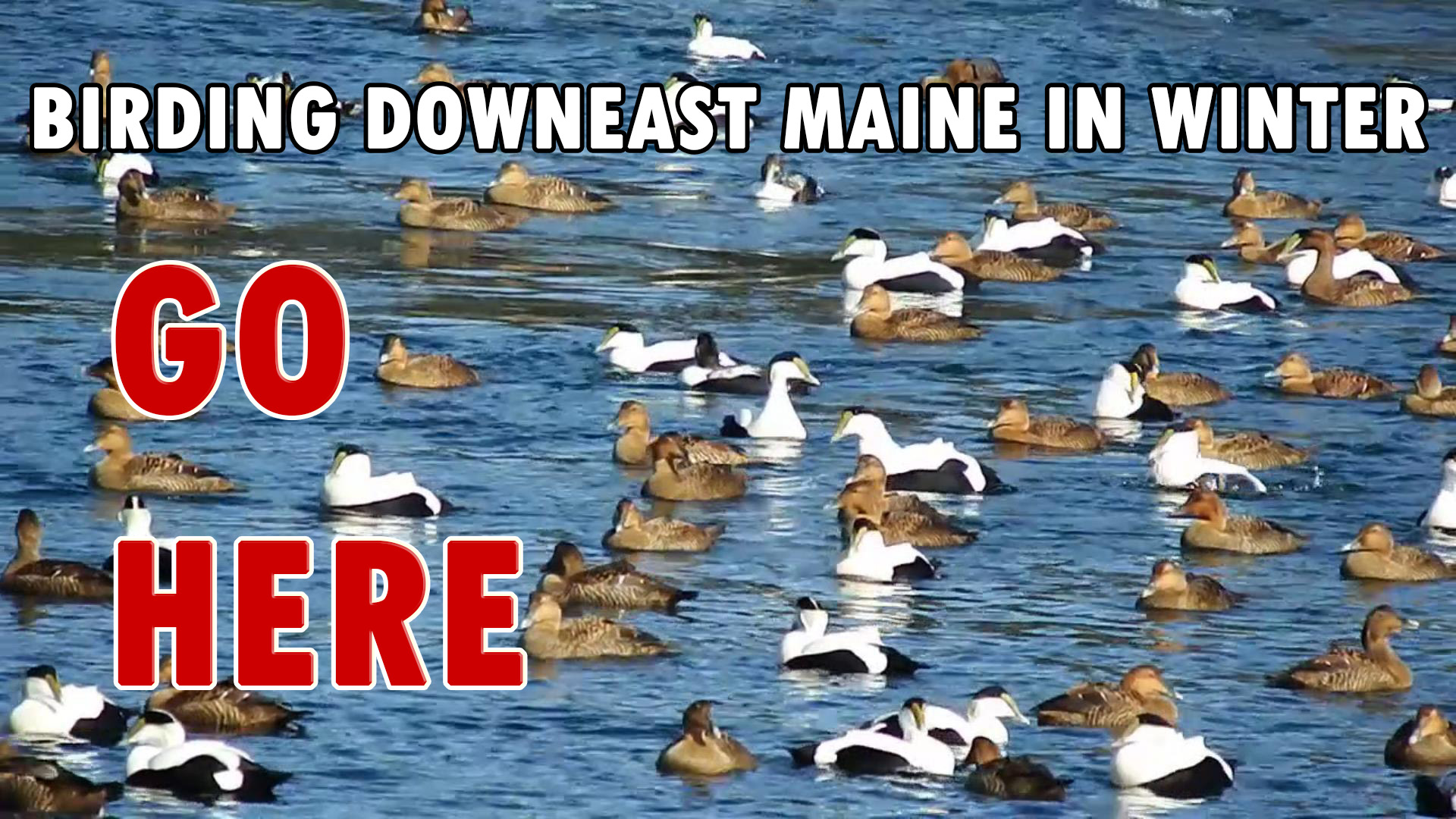 Downeast in Winter